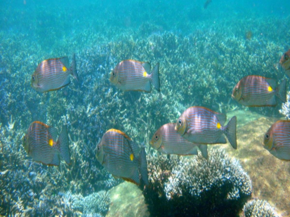 Trinco Blu By Cinnamon Resort Trincomalee